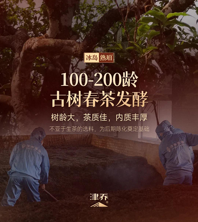 津乔普洱