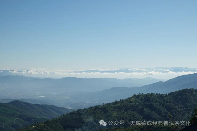 石昆牧老师带领经典普洱团队巡视南糯山