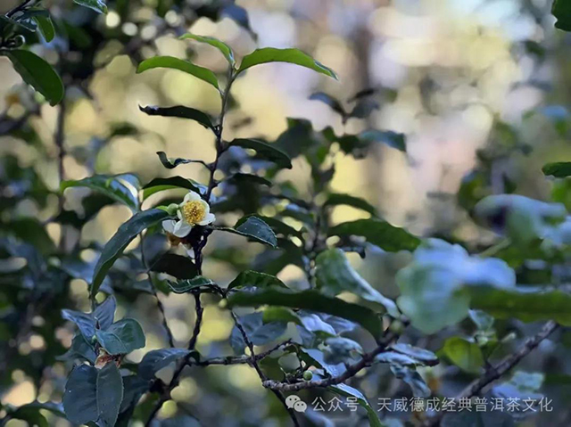石昆牧老师带领经典普洱团队巡视南糯山