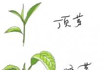 海湾茶业：关于“茶树”的基本认知你了解吗？