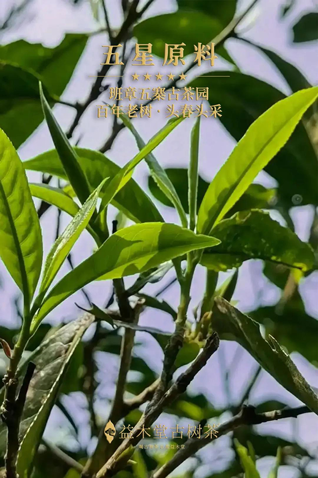 益木堂古树茶五星传奇滇红工夫红茶