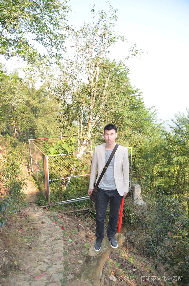 易武茶王树