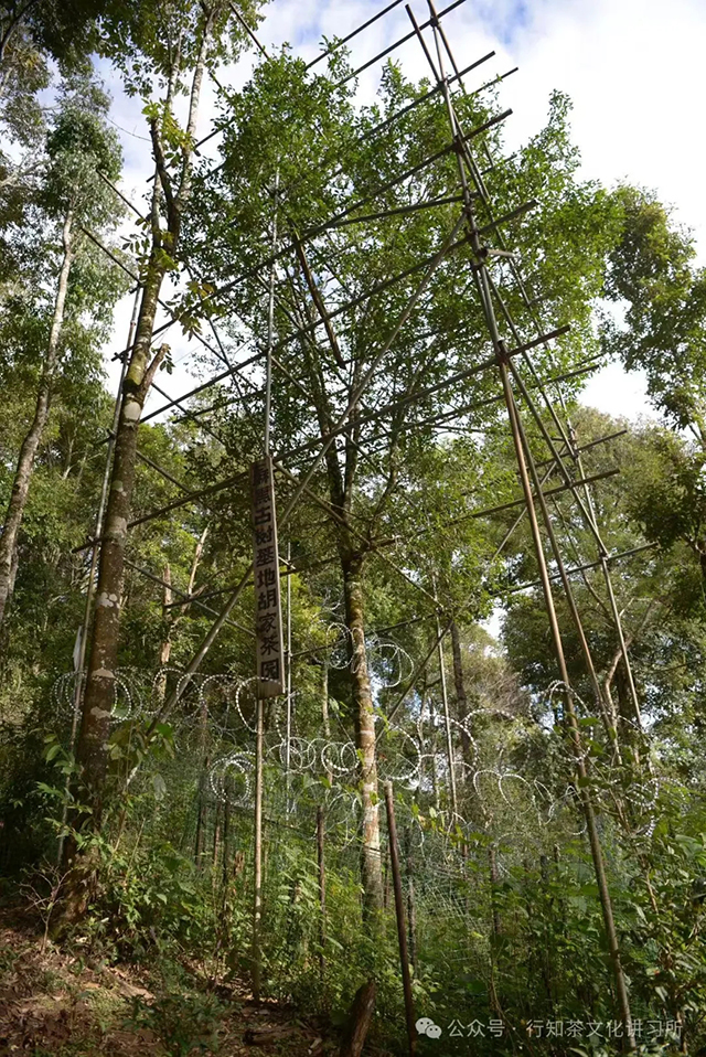 易武茶王树