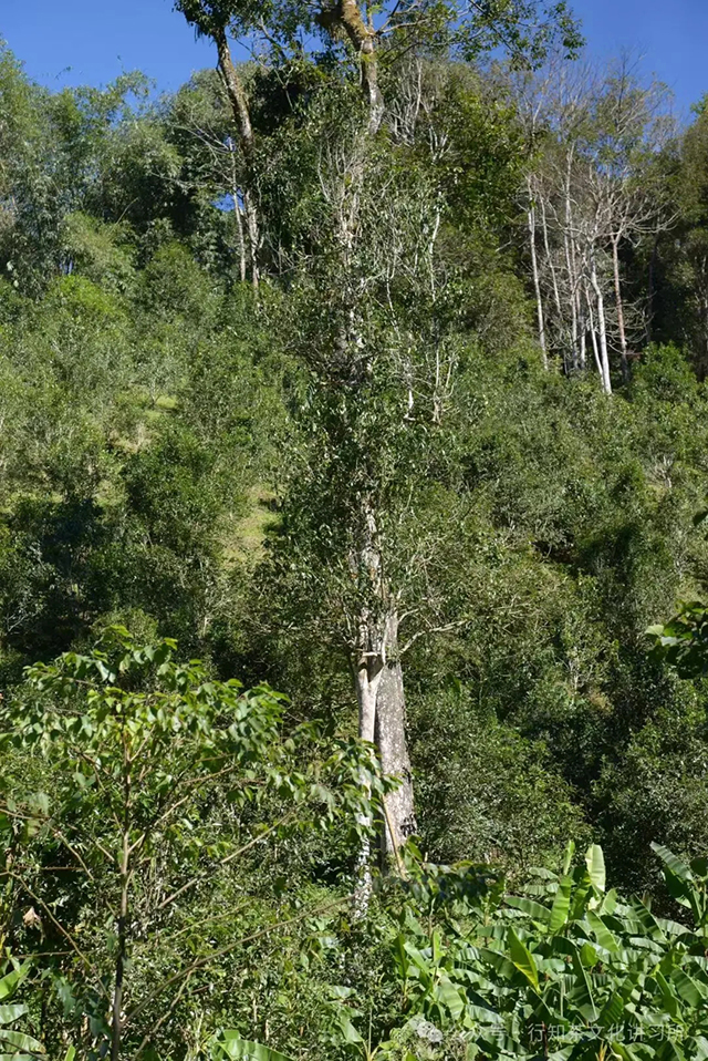 易武茶王树