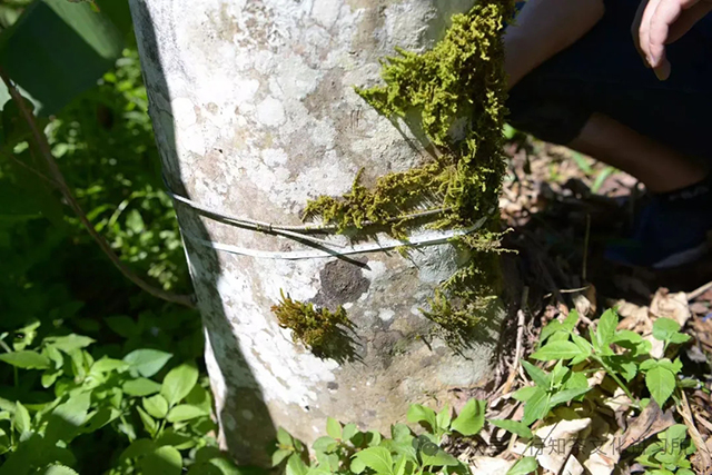 易武茶王树