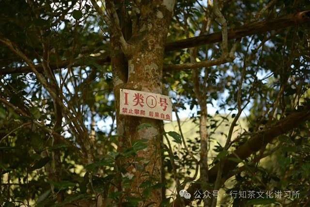 易武茶王树