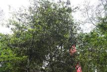 行知茶文化讲习所：大倚邦的茗星茶王树、茶后树有多少？