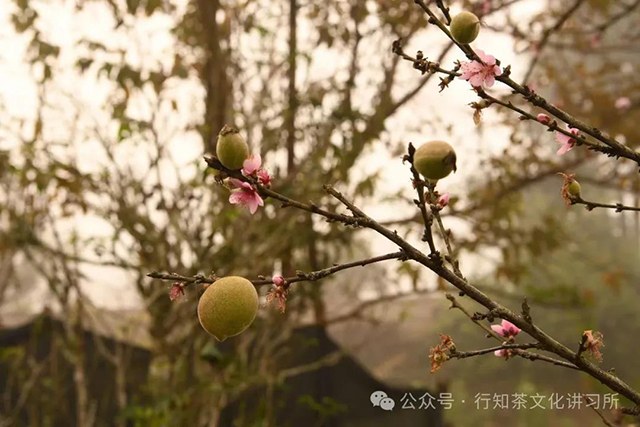 行知茶文化讲习所