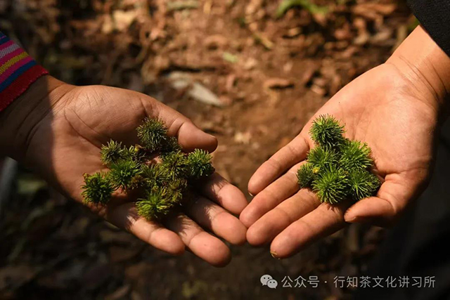 行知茶文化讲习所