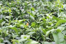 【关注】2025年第一杯早茶，喝上了！