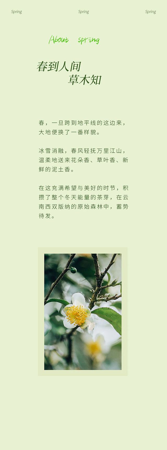 宝和祥普洱茶