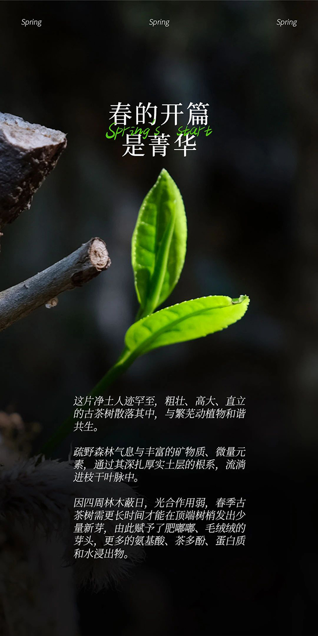 宝和祥普洱茶