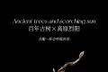 宝和祥凌霄高古红|日光淬炼的野性茶魂，2025年限定启封