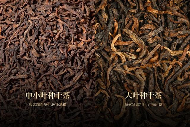 津乔普洱恭廷熟茶