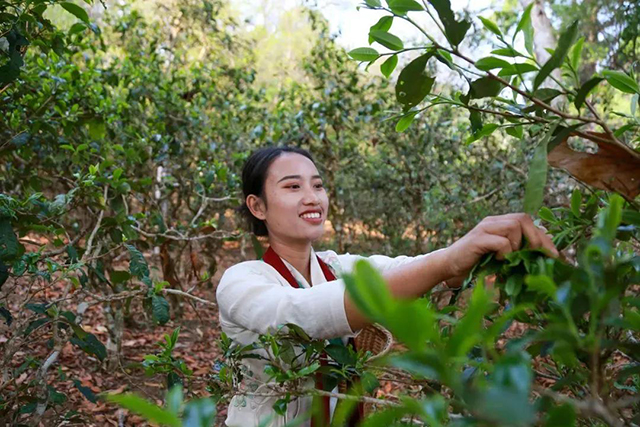 景迈山茶产业引领普洱茶产业高质量发展