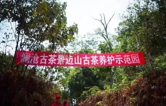 景迈山茶产业引领普洱茶产业高质量发展