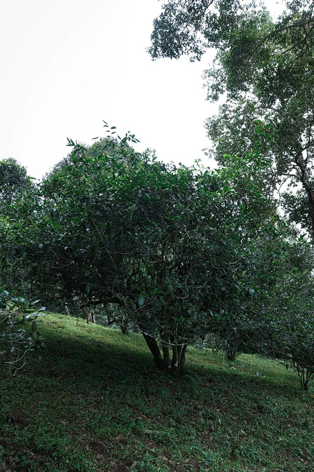 六大茶山