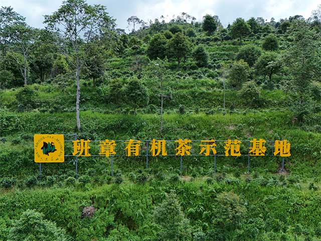 六大茶山