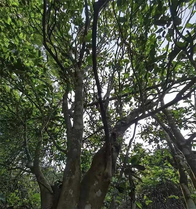 易武刮风寨茶