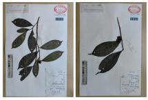 初探文山茶（在第三届“老山国际春茶节”盛大启幕之际）
