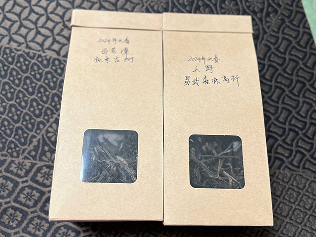 图为2024年易武上野高杆古树茶