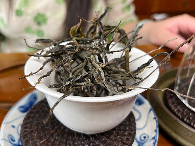 图为2024年易武上野高杆古树茶