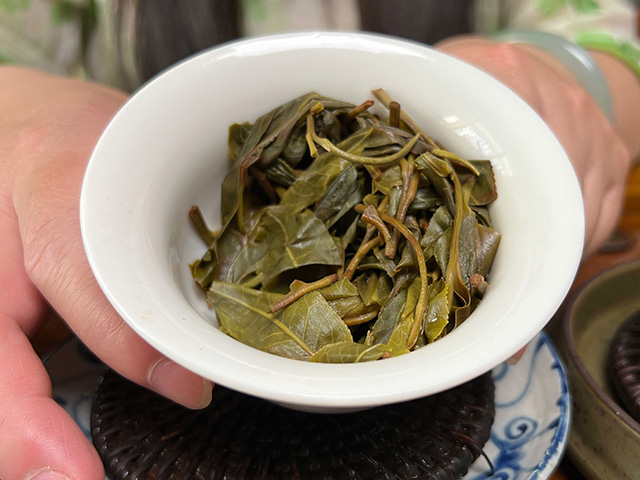 图为2024年易武上野高杆古树茶