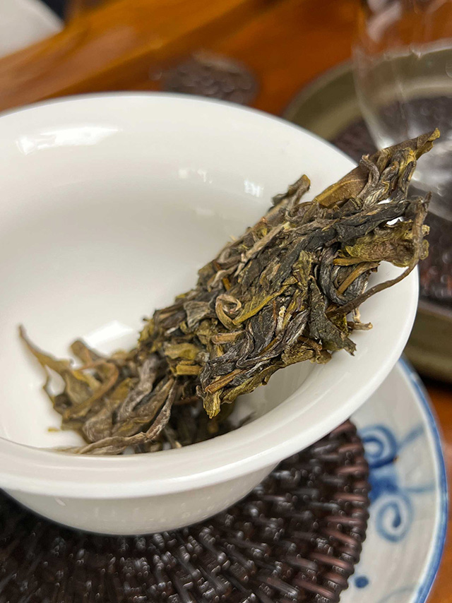 图为2024年钉耙山小叶猫耳朵普洱茶品鉴