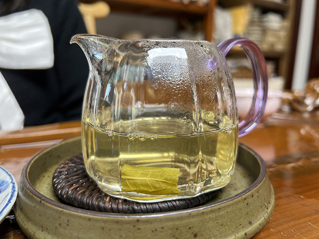 图为2024年钉耙山小叶猫耳朵普洱茶品鉴