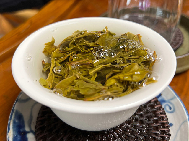 图为2024年钉耙山小叶猫耳朵普洱茶品鉴