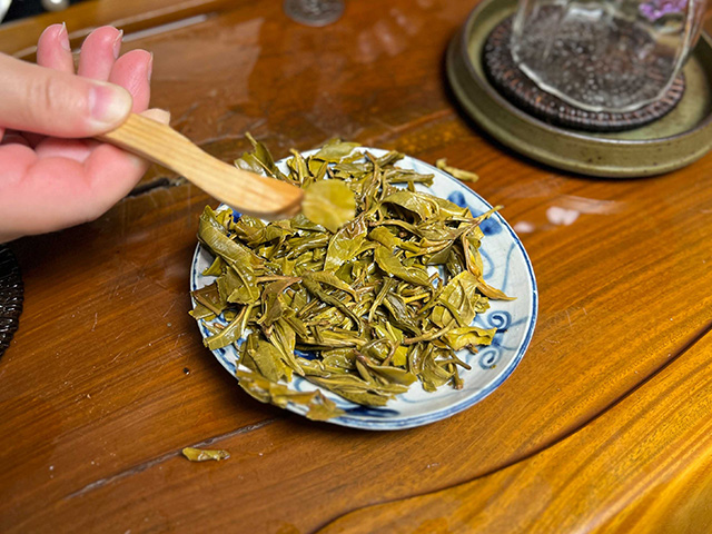 图为2024年钉耙山小叶猫耳朵普洱茶品鉴