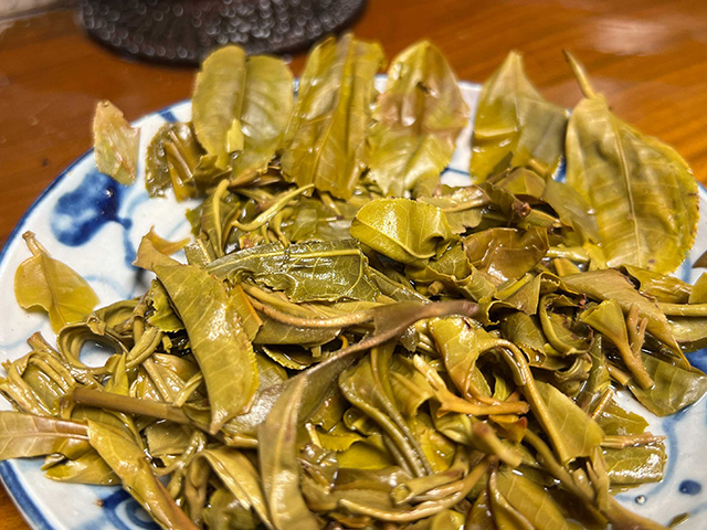 图为2024年钉耙山小叶猫耳朵普洱茶品鉴