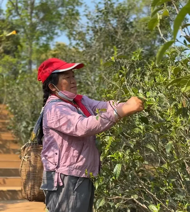 茶周刊