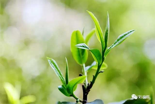 彩农茶