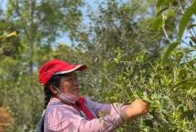 热点丨连续4年低迷，普洱茶市场何时触底反弹？
