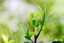 彩农茶岩文：普洱茶出路在哪里？近代普洱茶的涅槃与崛起
