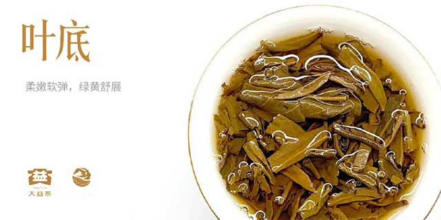 图为2026马年大益英雄骏马生肖茶