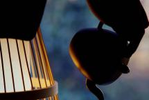 干旱，真的能让茶叶品质变得更好吗？