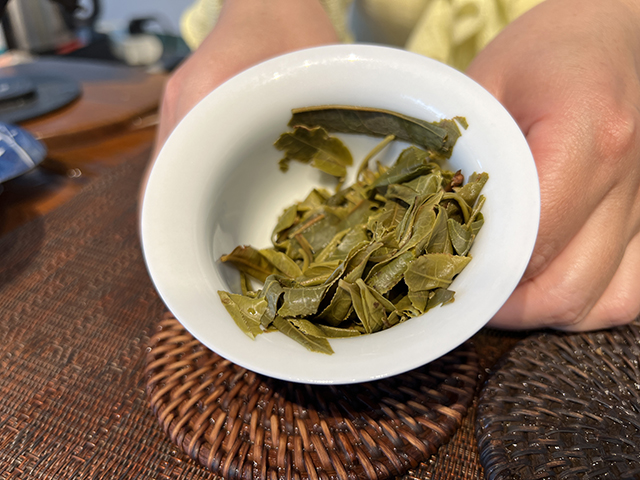 图为2026年勐海雷达山单株挑采古树散料