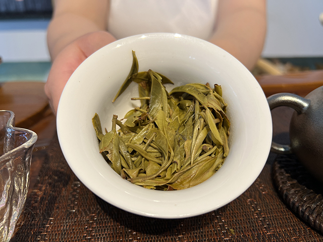 图为2026年宁洱摆尾箐一号古树茶样