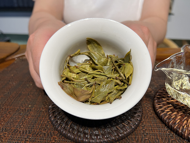 图为2026年宁洱摆尾箐二号古树茶样