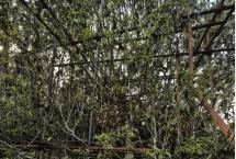 老班章茶王树拍出86万元！今年云南各地“茶王”“茶后”采摘权花落谁家