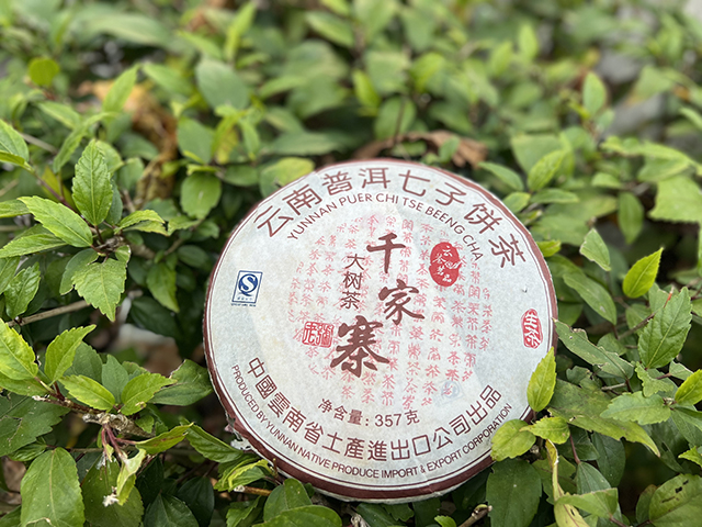 图为2007年千家寨大树青饼