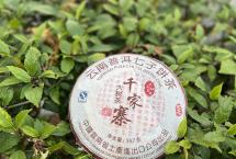 一口就打住了，2007年千家寨大树青饼品鉴记