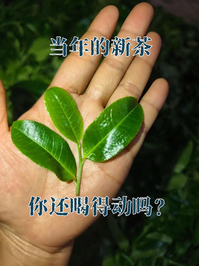 2026年春茶茶山行
