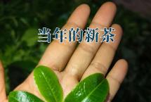 2026年春茶季茶山走访感悟
