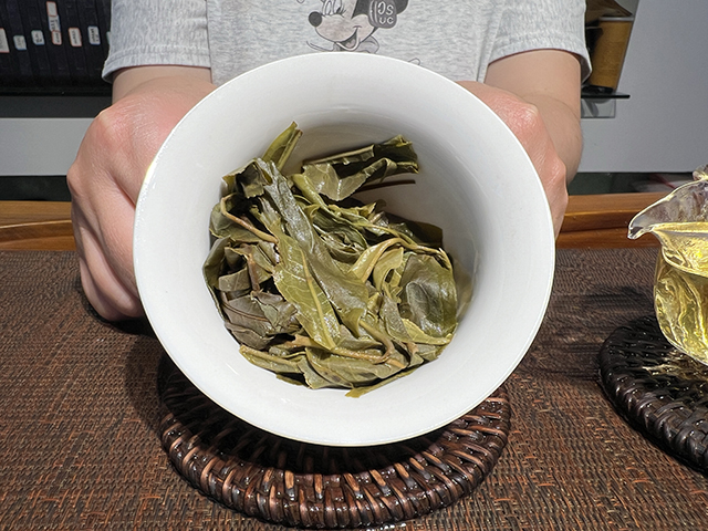 图为蓝版2026草籽地古树小饼茶料