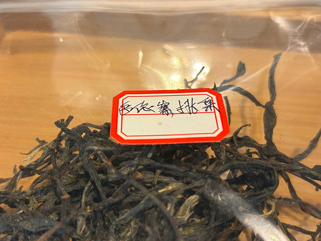 图为2026年南糯山多依寨挑采古树茶料