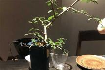 最寒心的真相：普洱茶行情一差，最先被抛弃的是老“家人”