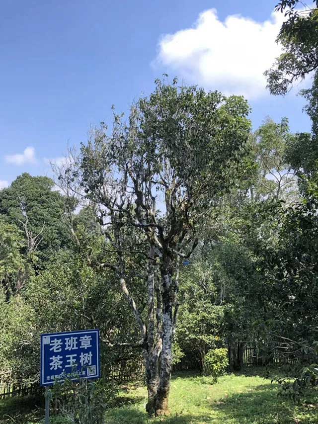 老班章